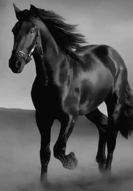 Dark Horse Canvas Wall Art